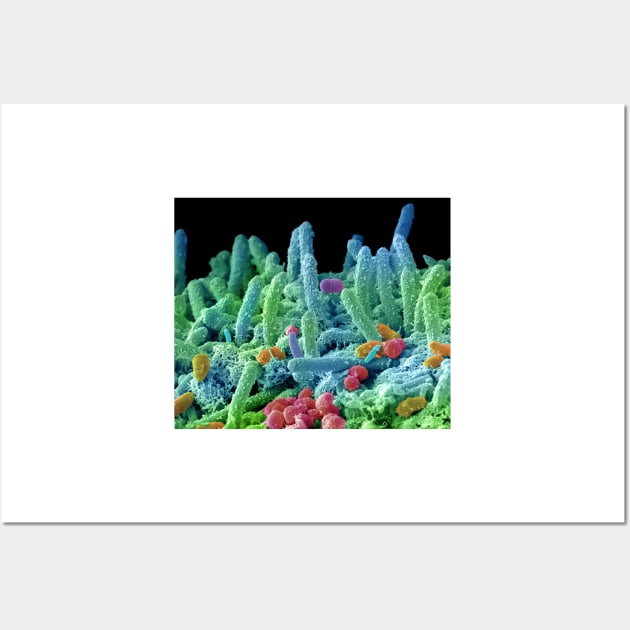 Oral bacteria, SEM (C029/3194) Wall Art by SciencePhoto